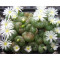 C.obcordellum multicolor SB1193 - Seed